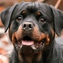 Is the rottweiler a dangerous dog breed or not?