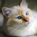Why take a sacred Burma cat breed?