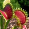 How to take good care of a carnivorous plant