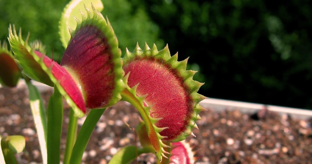 How to take good care of a carnivorous plant